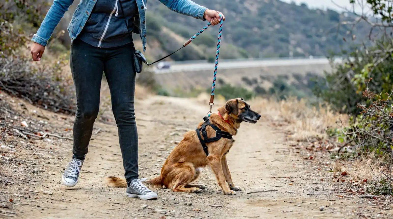Owners should ask how a program strengthens obedience and handler control, since these reduce risk