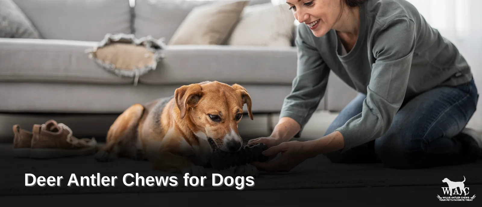 Chewing is an instinctive behavior in dogs, not just a way to pass time.; Regular