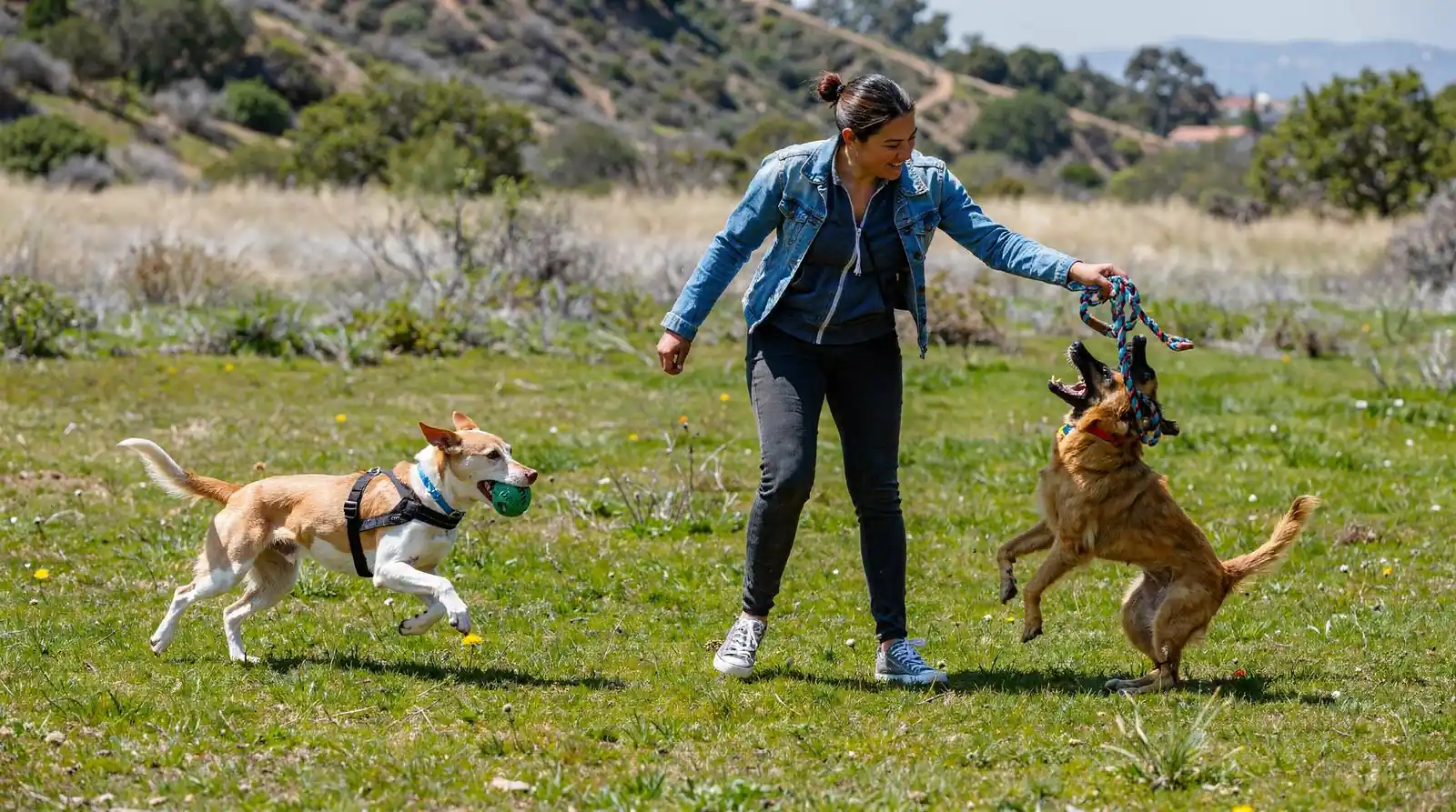Topanga Pet Resort has served 563 happy clients across the Los Angeles region.; Boarding services