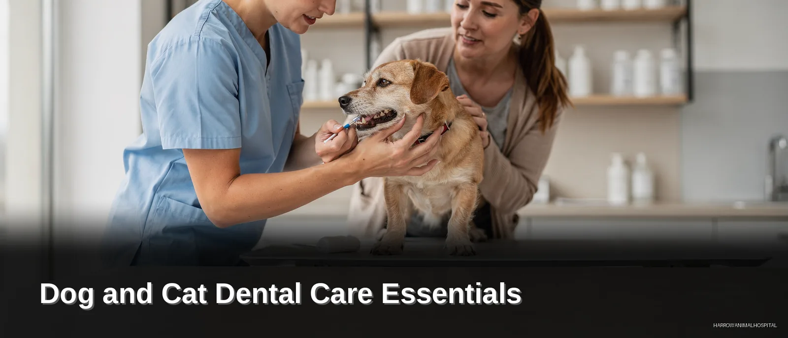 Dog and Cat Dental Care Essentials