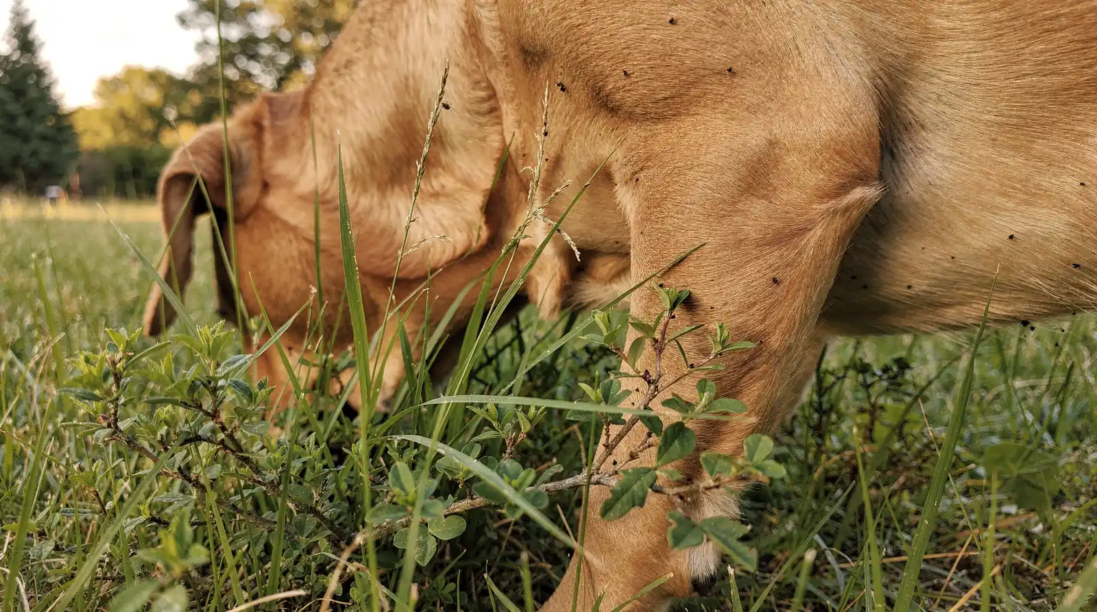 Dogs get fleas from environments like shaded leafy debris piles, decks, carpets, and furniture where