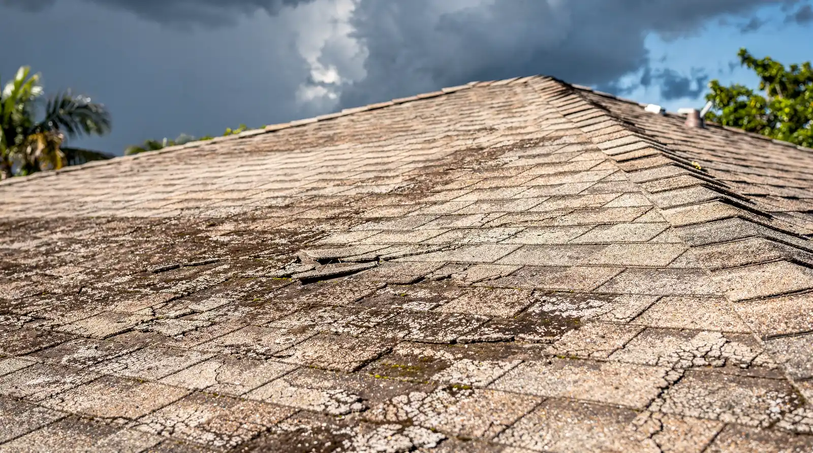 Florida's combination of intense UV radiation, extreme humidity, torrential downpours, and hurricanes creates a different