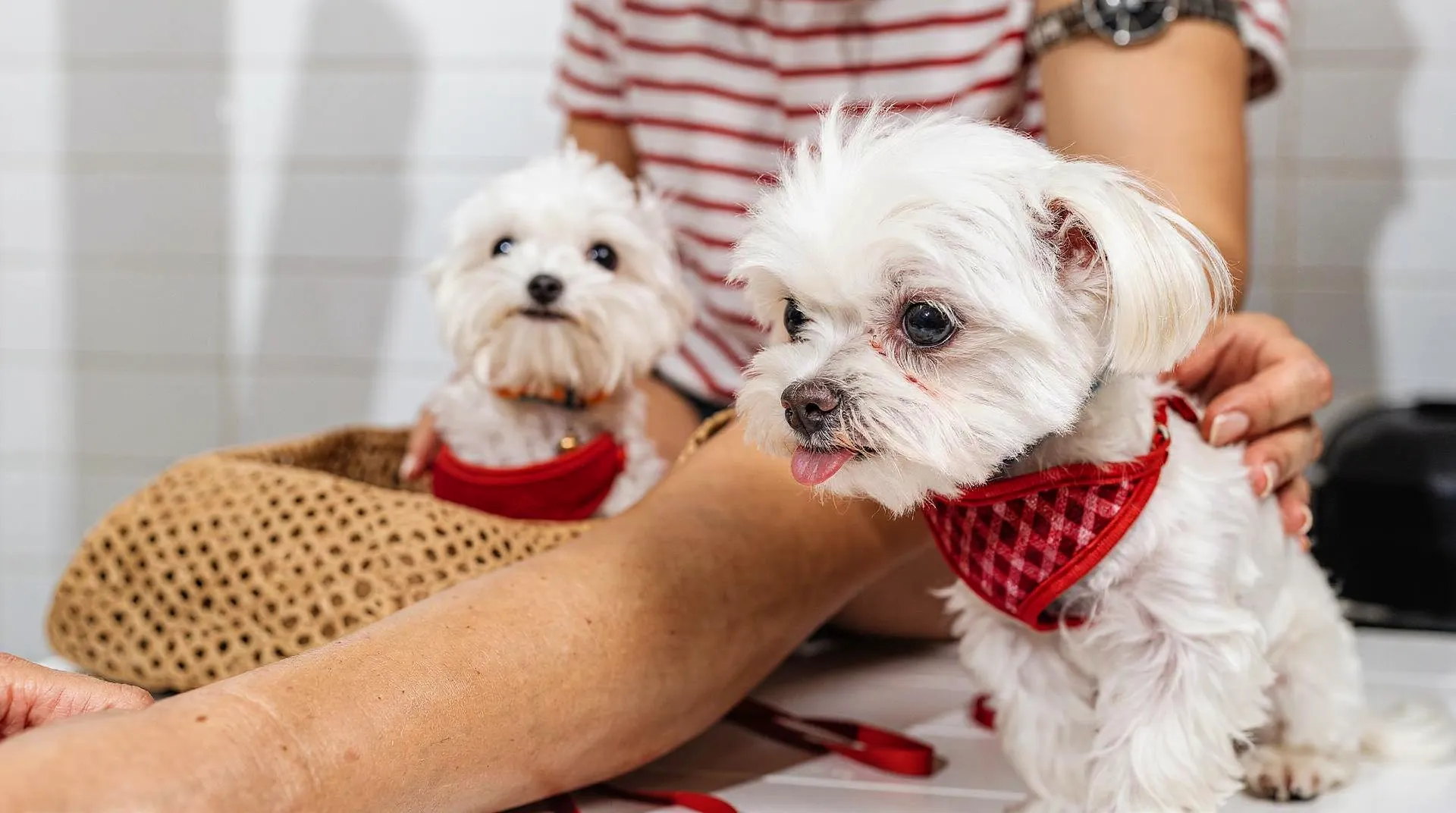 A Maltese puppy's nutrition is pivotal to its immediate development and long-term health.; When choosing