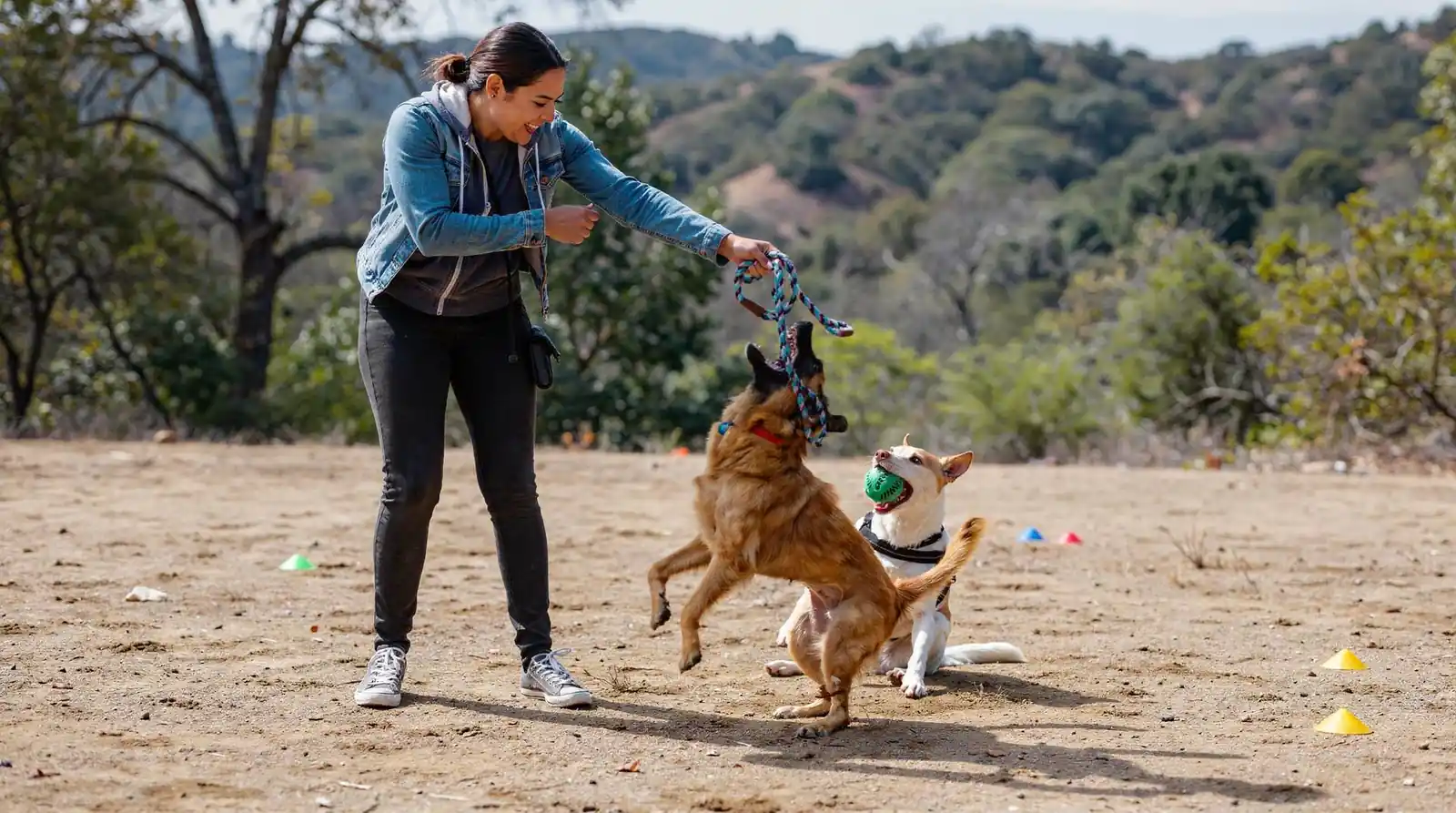 Comprehensive training programs are designed to work with dogs of any breed, size, or age