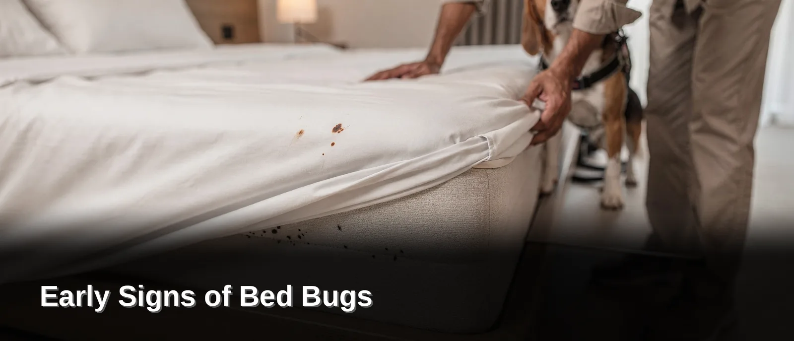 Early Signs of Bed Bugs: What to Look For