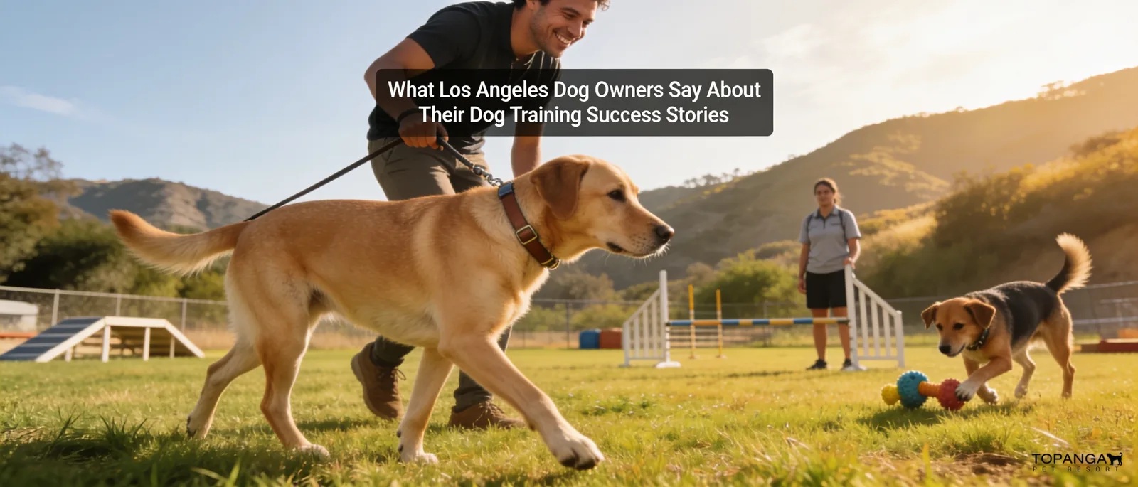 Los Angeles dog owners who invest in professional training report measurable behavioral improvements, including better