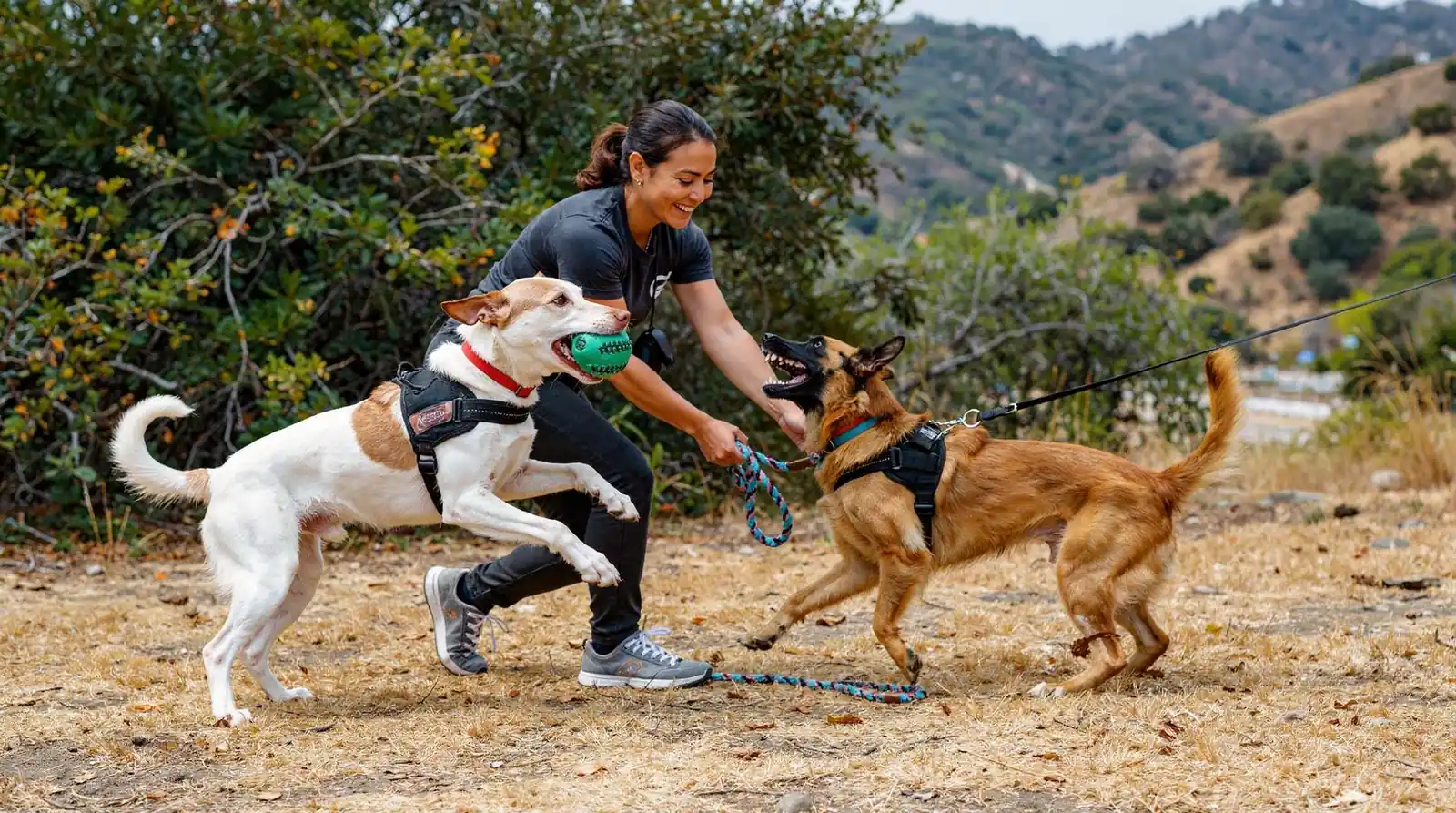 Los Angeles trainers who provide owners with real knowledge and skills enable them to maintain