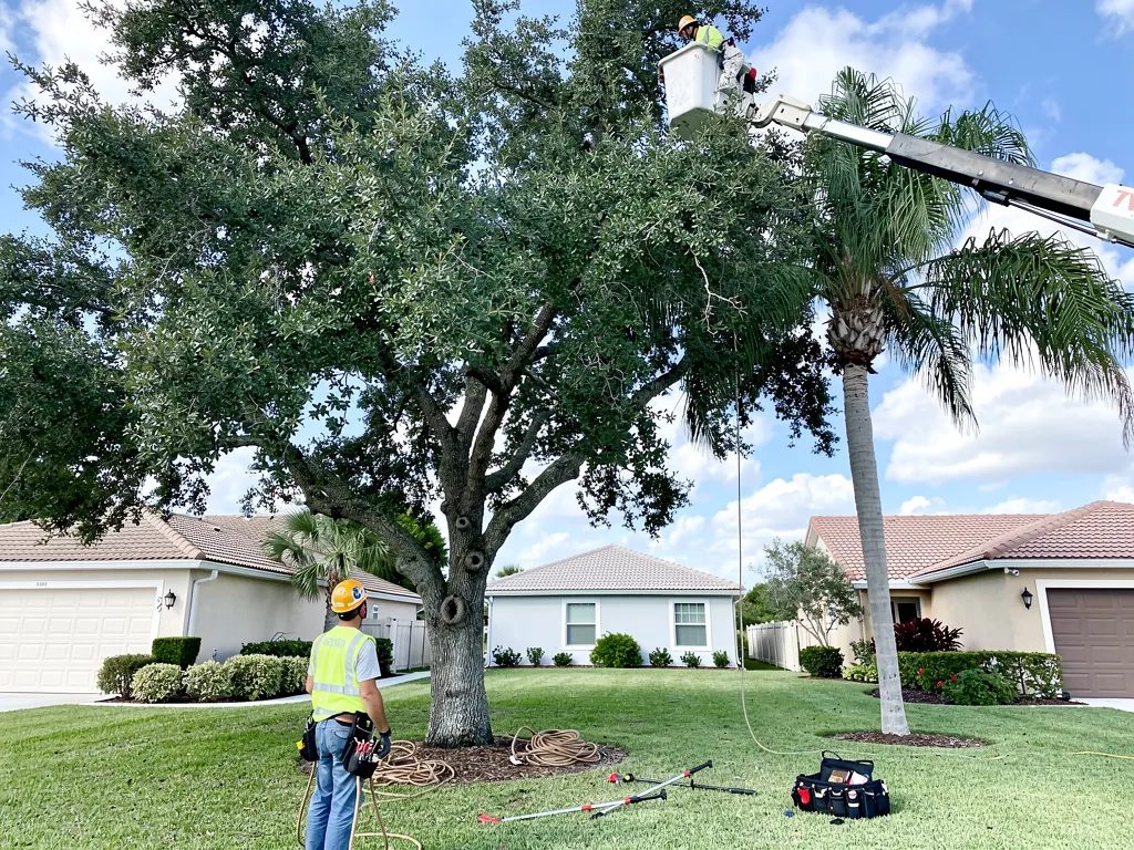 Standard Arborist Tree Care Process in Trinity, FL