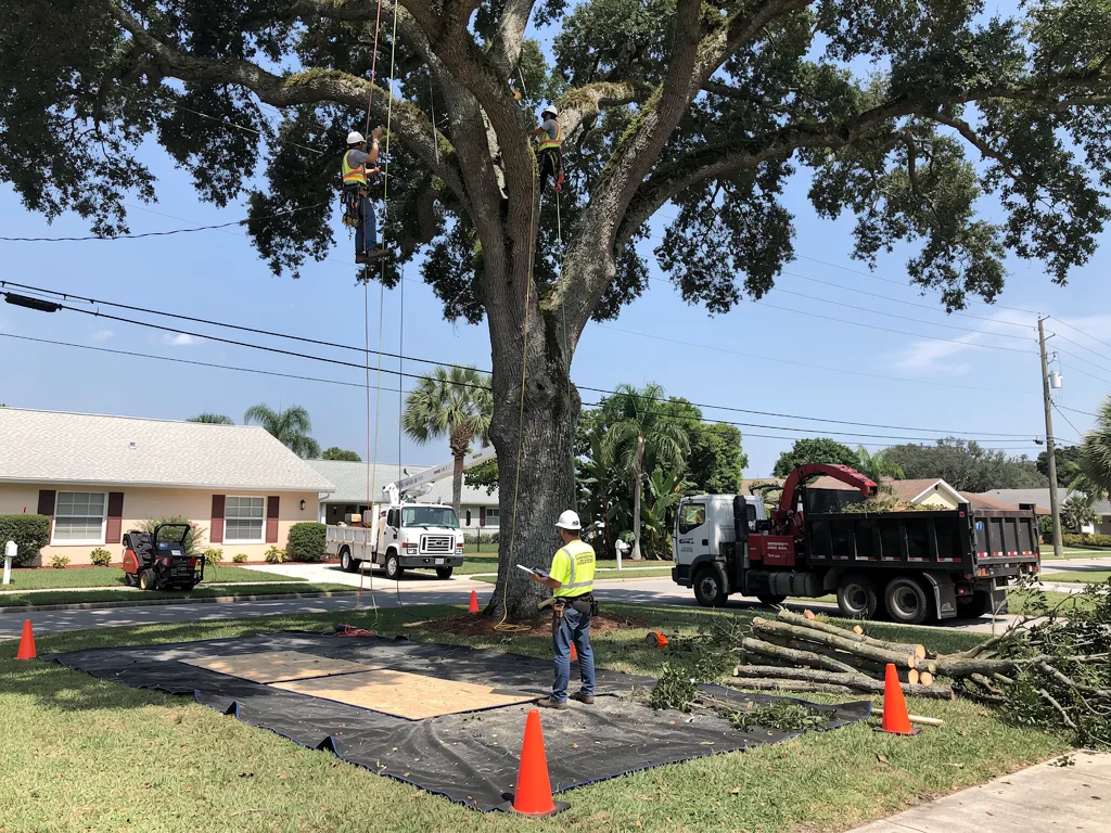 What Is the Standard Tree Removal Process in Pasco County