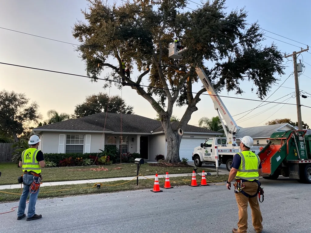 Why Does Hiring an Insured, ISA Certified Arborist Matter for Pricing