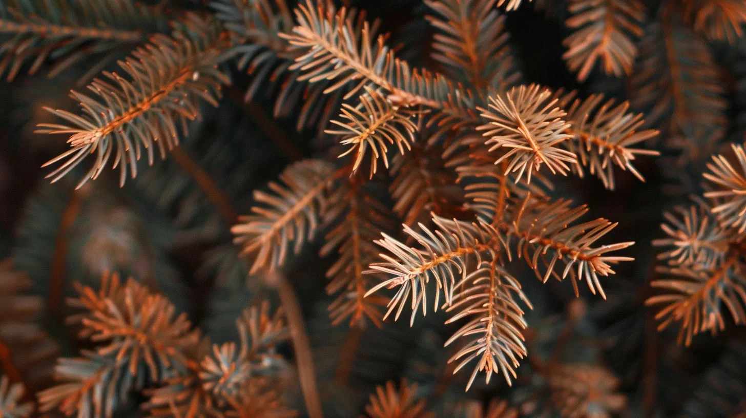 Brown Evergreen Needles From Untreated Disease In The Tree