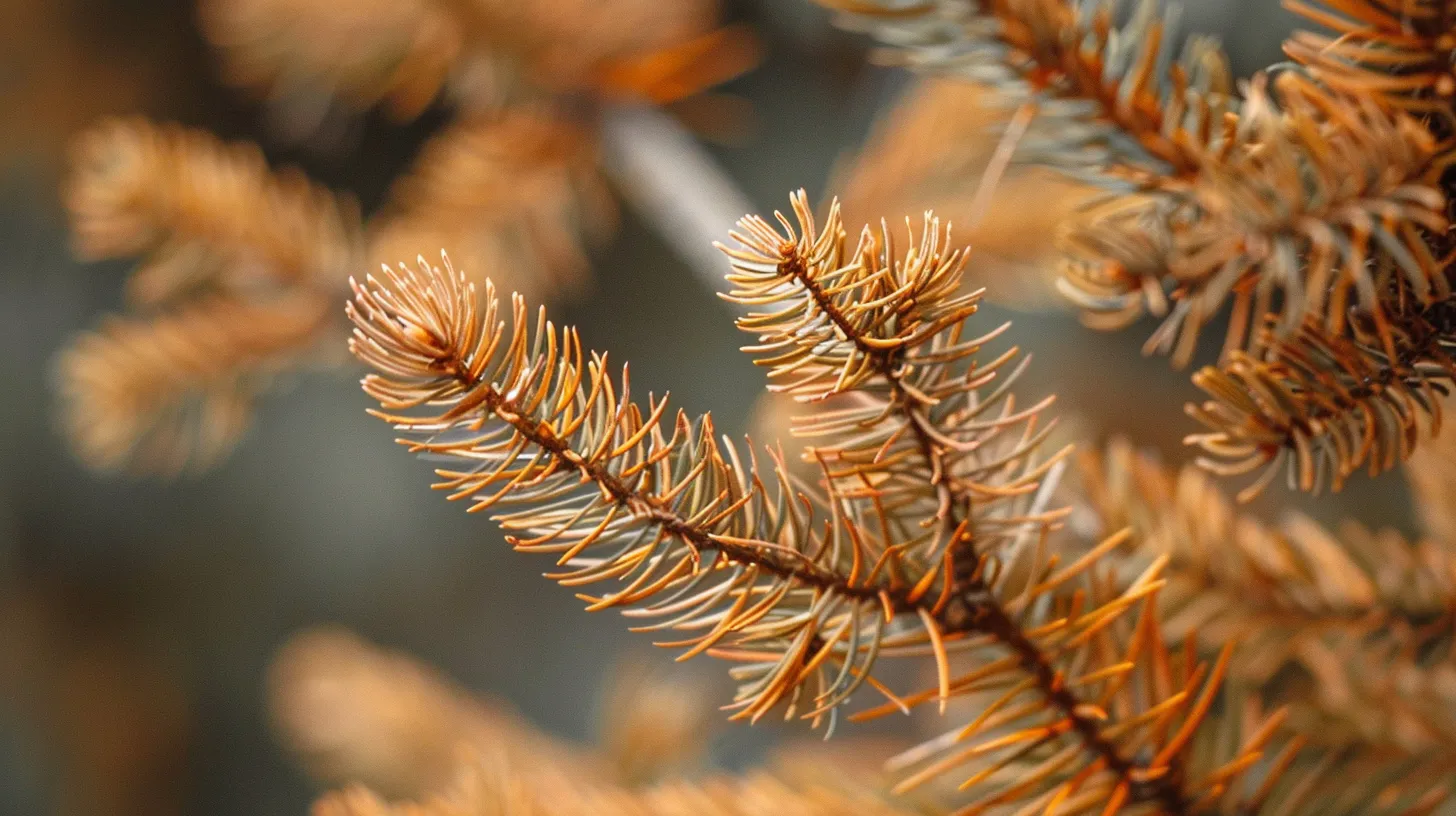 Unhealthy And Browning Evergreen Needles, Likely Due To Disease