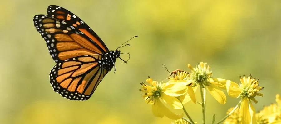 butterfly visiting a flower butterfly visiting a flower