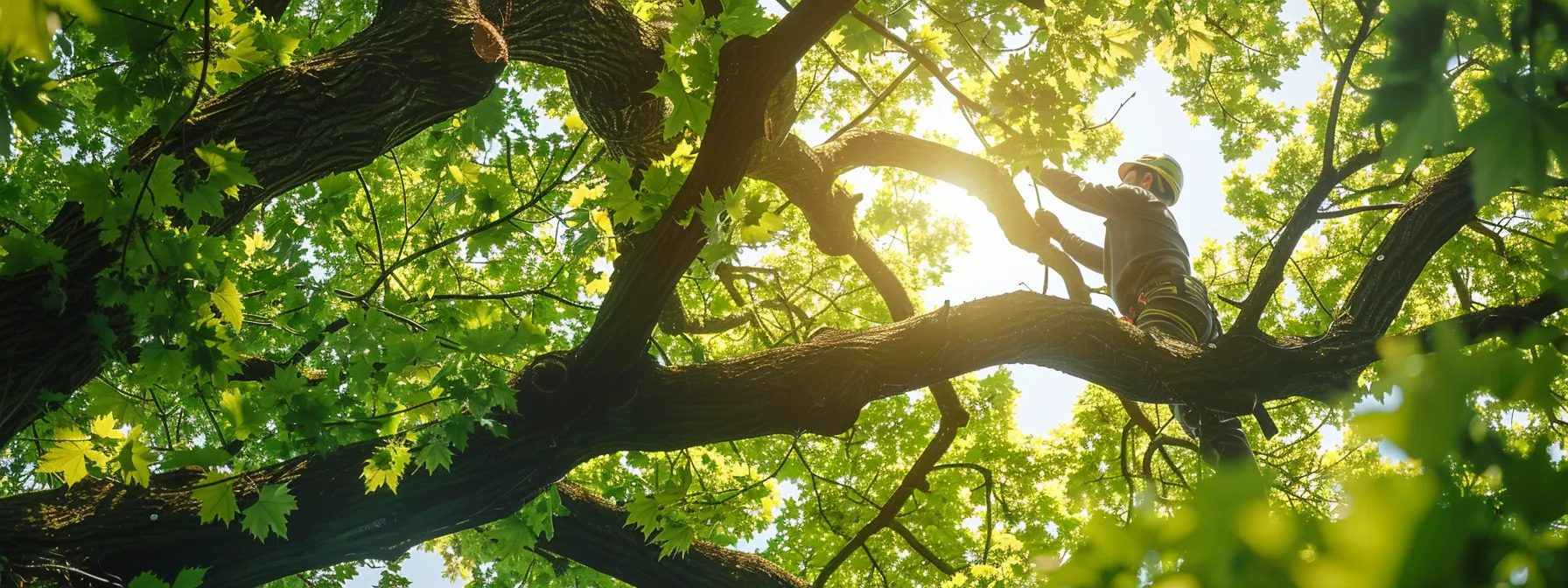 an arborist trimming tree branches for optimal growth and health.