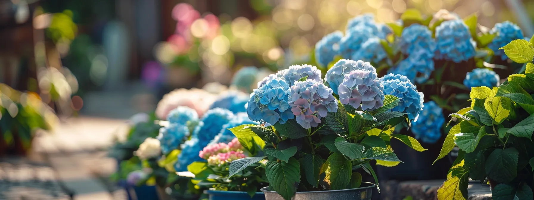 | Hydrangea Care: A Comprehensive Guide for Thriving Plants | 1Garden.com