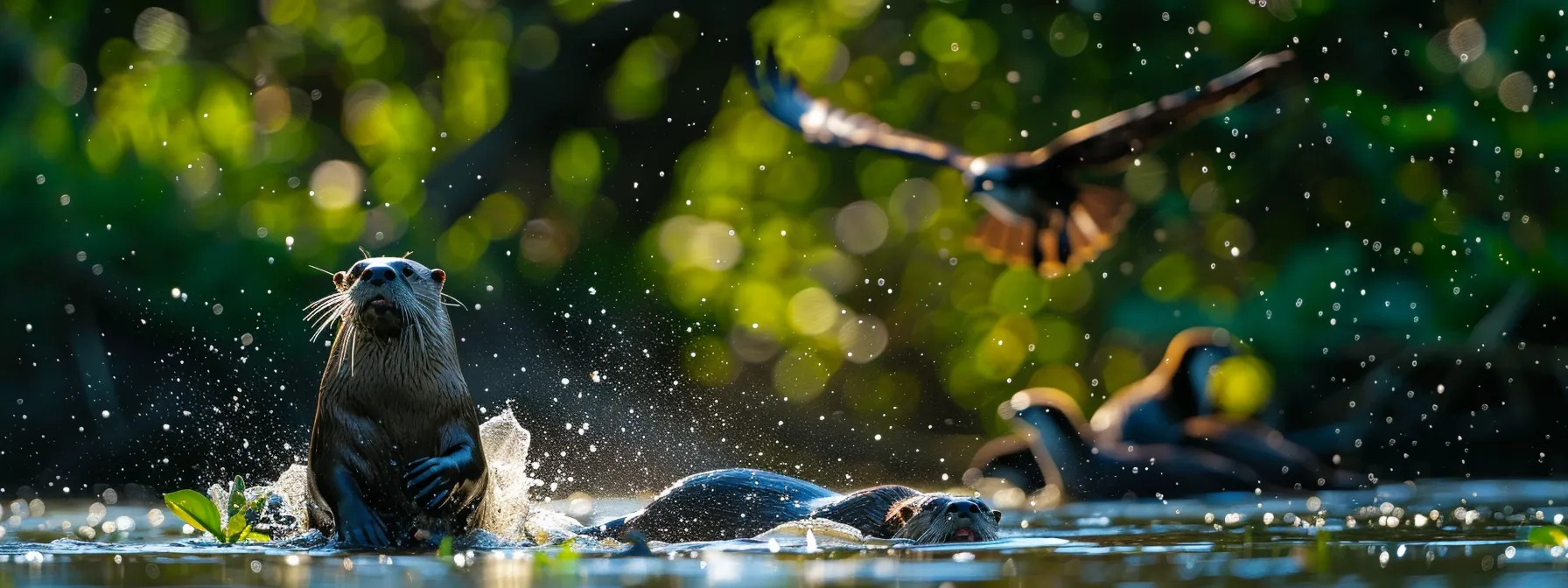 river otters playing in the water with an osprey soaring overhead.