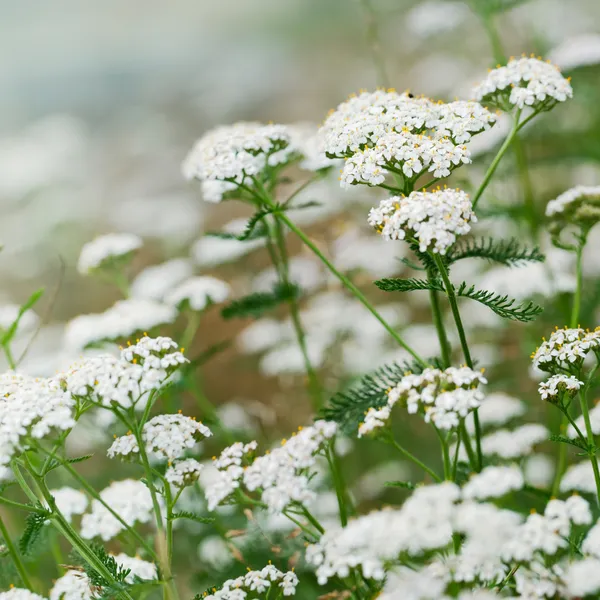 Workers harvesting native Australian botanicals for essential oil production