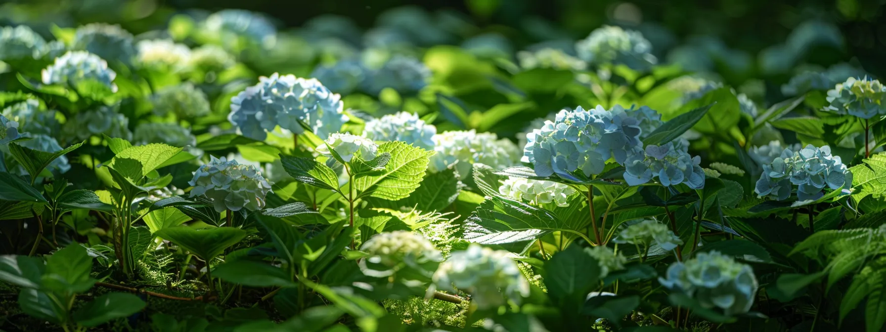 | Hydrangea Care: A Comprehensive Guide for Thriving Plants | 1Garden.com