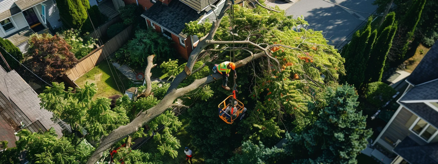 a team of licensed arborists using specialized equipment to safely remove a tree from a residential property.