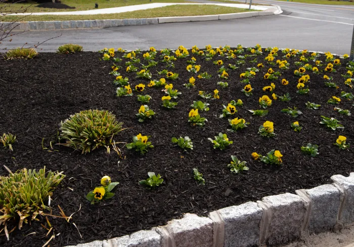 Garden bed covered with mulch to conserve moisture and suppress weeds