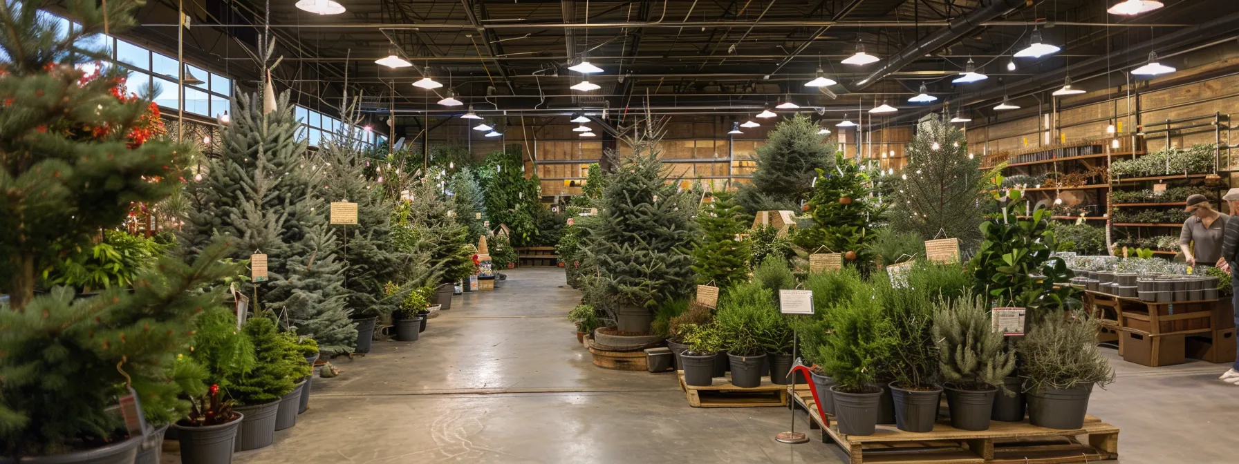a brightly lit nursery showroom displays an array of healthy, vibrant trees in neatly arranged pots, with a knowledgeable staff member engaging with a customer, highlighting the diversity of species suitable for various climate zones. a brightly lit nursery showroom displays an array of healthy, vibrant trees in neatly arranged pots, with a knowledgeable staff member engaging with a customer, highlighting the diversity of species suitable for various climate zones.