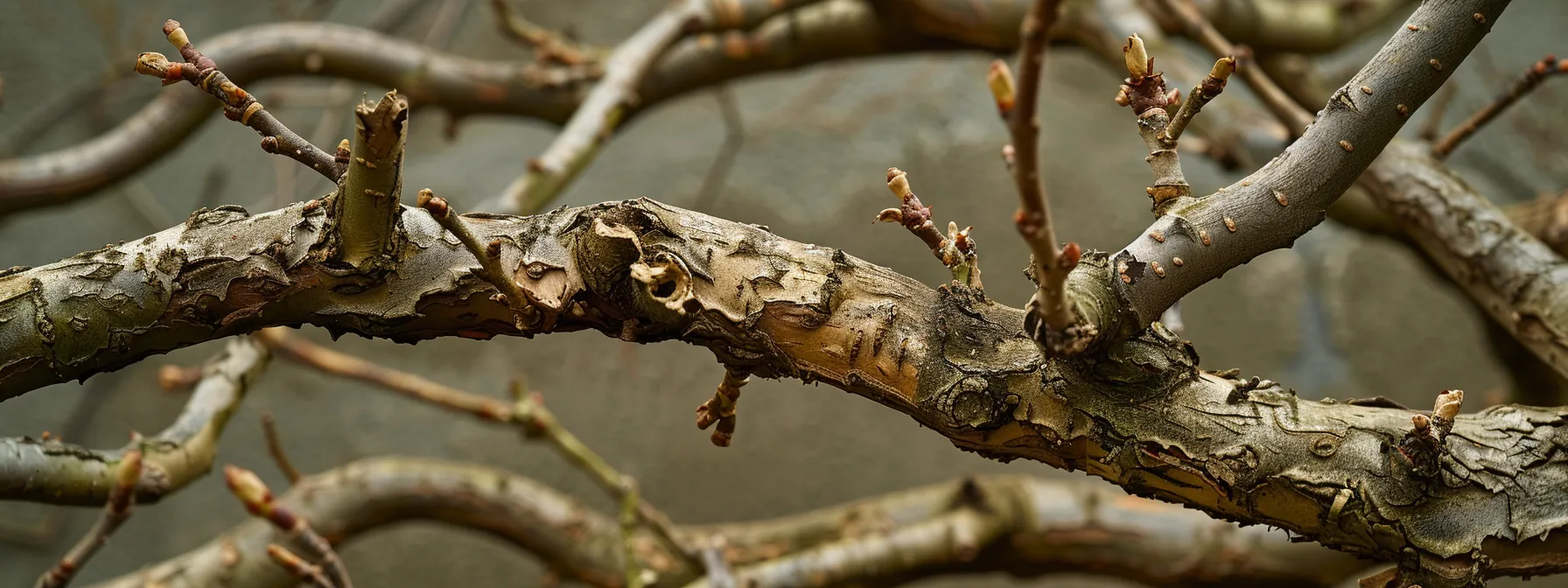 a close-up view of freshly pruned tree branches in an urban garden setting, featuring clean cuts and subtle signs of callousing, illuminated by soft, even office lighting to emphasize the meticulous attention to tree care and health. a close-up view of freshly pruned tree branches in an urban garden setting, featuring clean cuts and subtle signs of callousing, illuminated by soft, even office lighting to emphasize the meticulous attention to tree care and health.