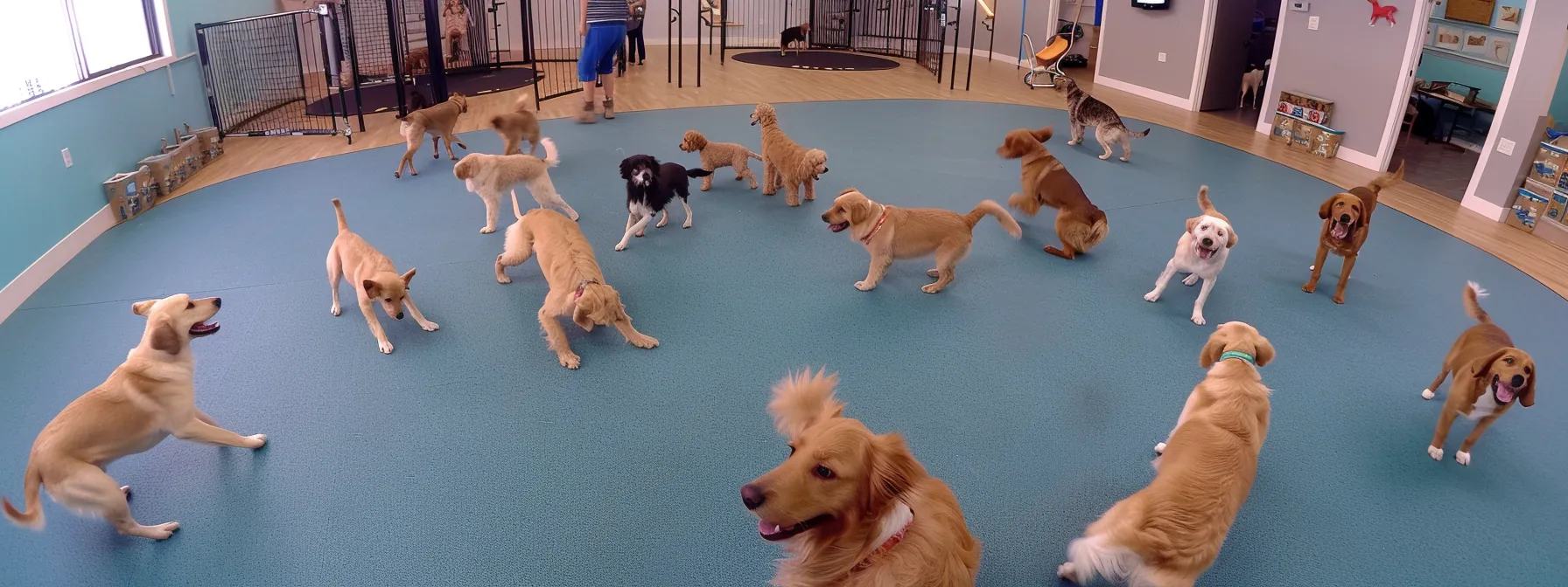 a lively indoor dog playgroup featuring cheerful doodles and retrievers engaging in structured play, under the attentive supervision of staff, showcasing an atmosphere of safety and joyful interaction.