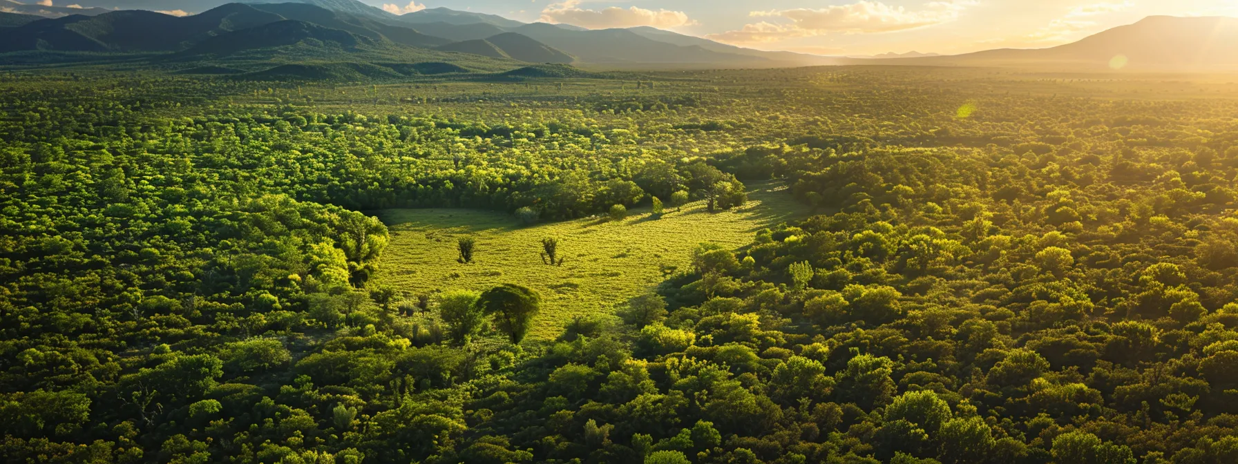 a stunning aerial view captures a meticulously manicured clearing, showcasing vibrant green forests adjacent to freshly cleared land, bathed in warm golden sunlight that highlights the contrast between untouched nature and cultivated space.