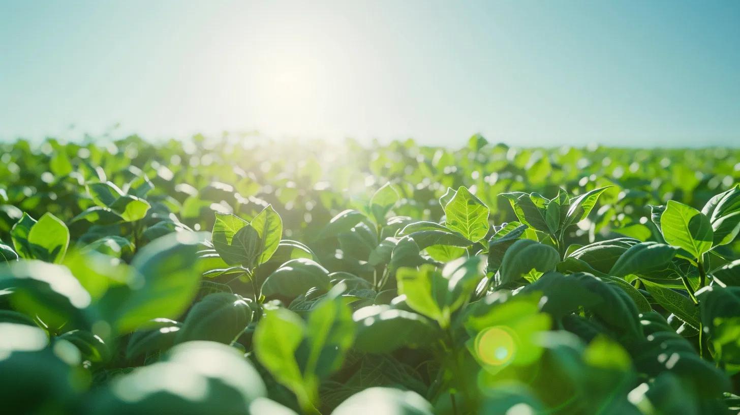a sunlit midwest soybean farm showcases rows of lush, vibrant soybean plants, emphasizing the impressive growth and health of the crops against a clear blue sky. a sunlit midwest soybean farm showcases rows of lush, vibrant soybean plants, emphasizing the impressive growth and health of the crops against a clear blue sky.