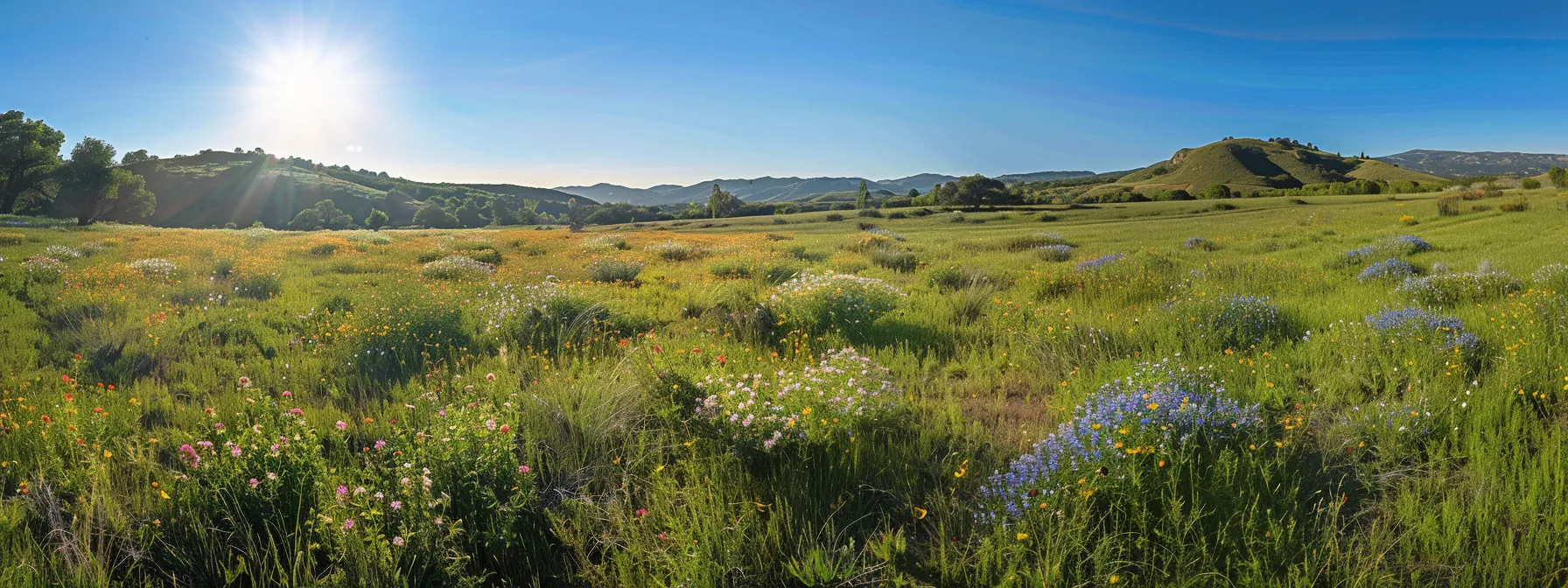 a vibrant sunlit meadow bursting with brilliant wildflowers stretches beneath a clear blue sky, capturing the essence of natural beauty and tranquility.