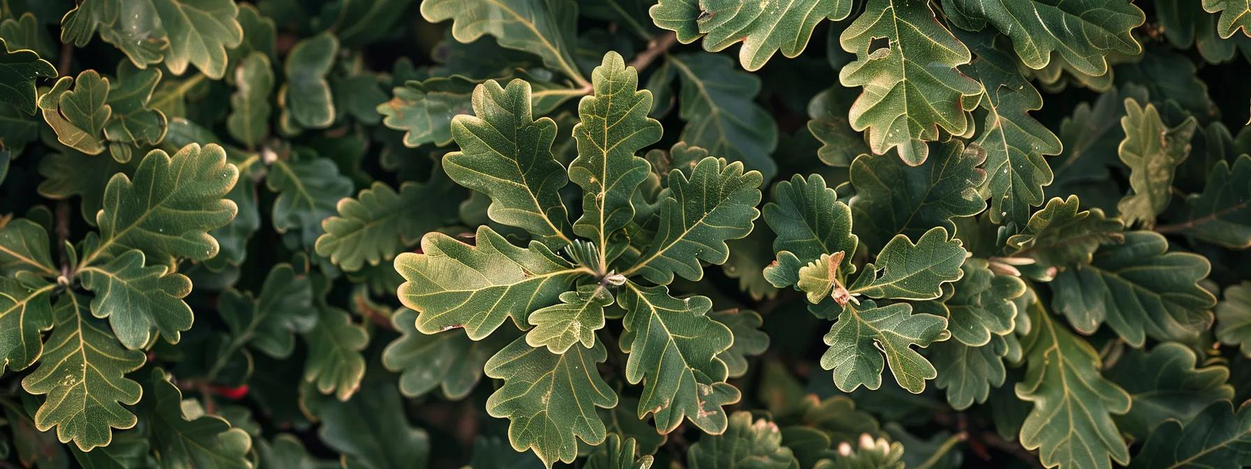 a close-up view of a well-maintained oak tree in a suburban washington setting, highlighting visible signs of pest damage with distinct discoloration on the leaves and small boreholes in the trunk, under the bright illumination of afternoon office-like lighting. a close-up view of a well-maintained oak tree in a suburban washington setting, highlighting visible signs of pest damage with distinct discoloration on the leaves and small boreholes in the trunk, under the bright illumination of afternoon office-like lighting.