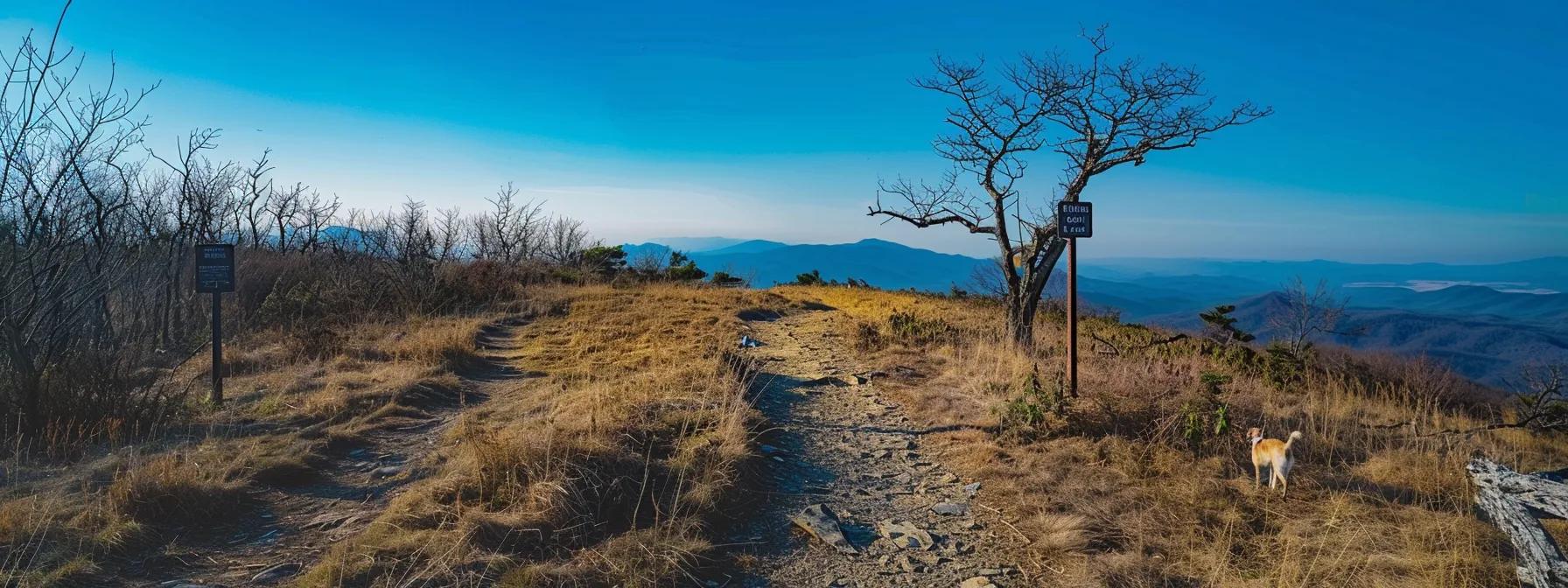 a picturesque hiking trail in the blue ridge mountains, featuring a well-behaved dog on a leash alongside an eager owner, surrounded by vibrant trail signs indicating dog-friendly paths under a clear blue sky. a picturesque hiking trail in the blue ridge mountains, featuring a well-behaved dog on a leash alongside an eager owner, surrounded by vibrant trail signs indicating dog-friendly paths under a clear blue sky.