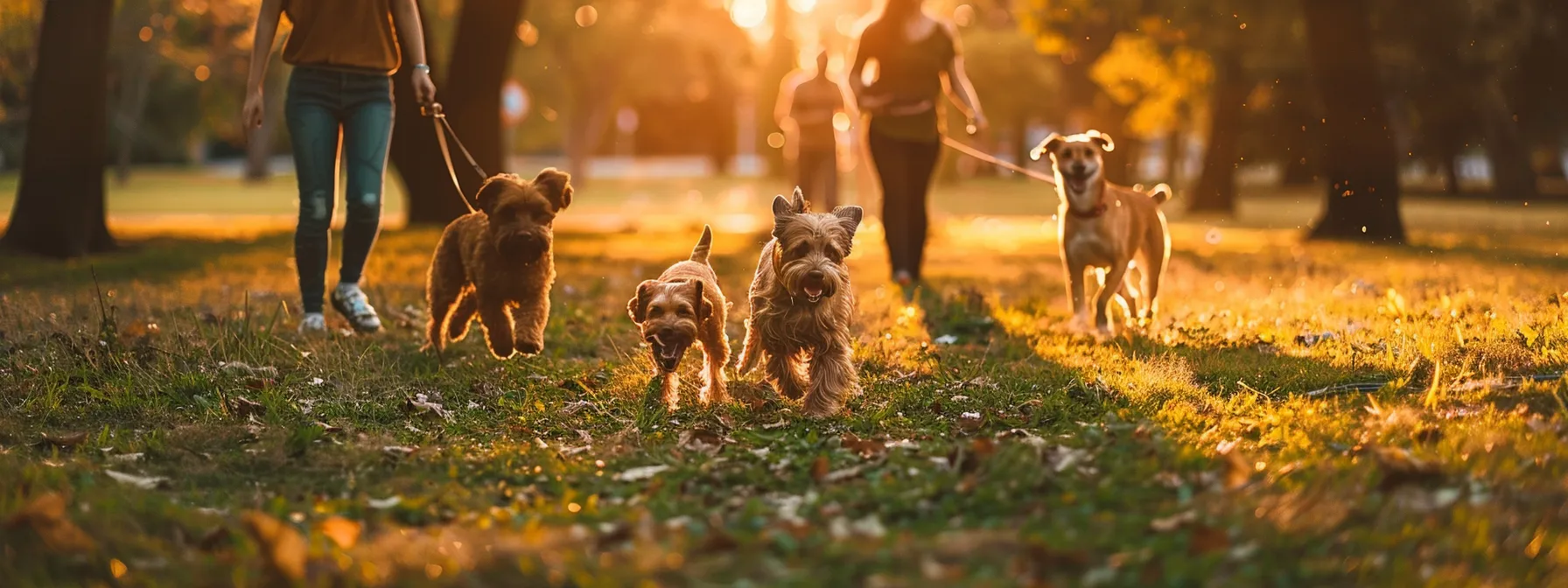 a person taking their dog to the park to play with other dogs and socialize.