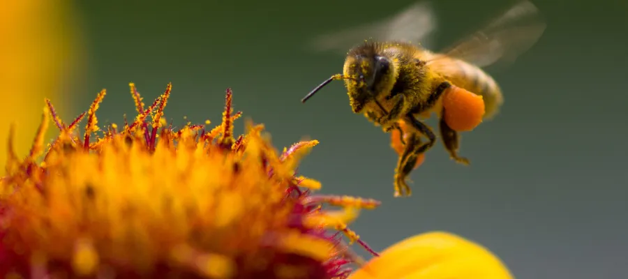 A bee visiting a flower in a garden — pollinators at work for food and biodiversity A bee visiting a flower in a garden — pollinators at work for food and biodiversity