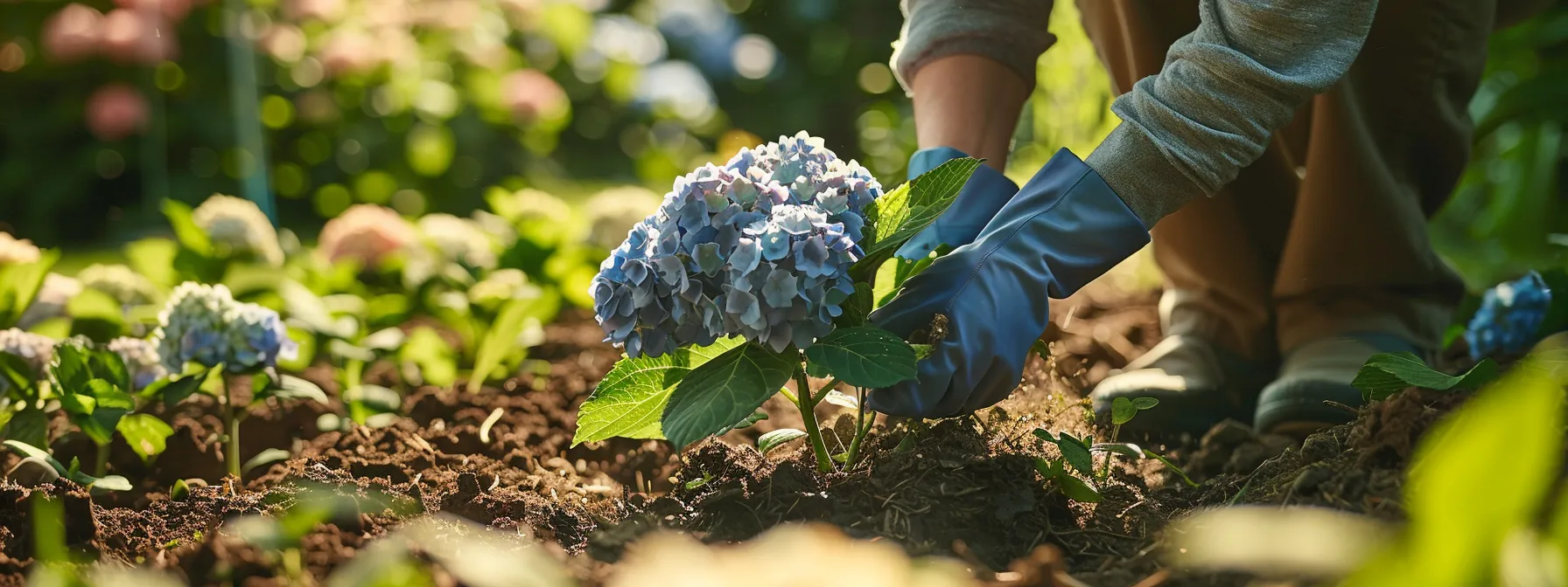 | Hydrangea Care: A Comprehensive Guide for Thriving Plants | 1Garden.com