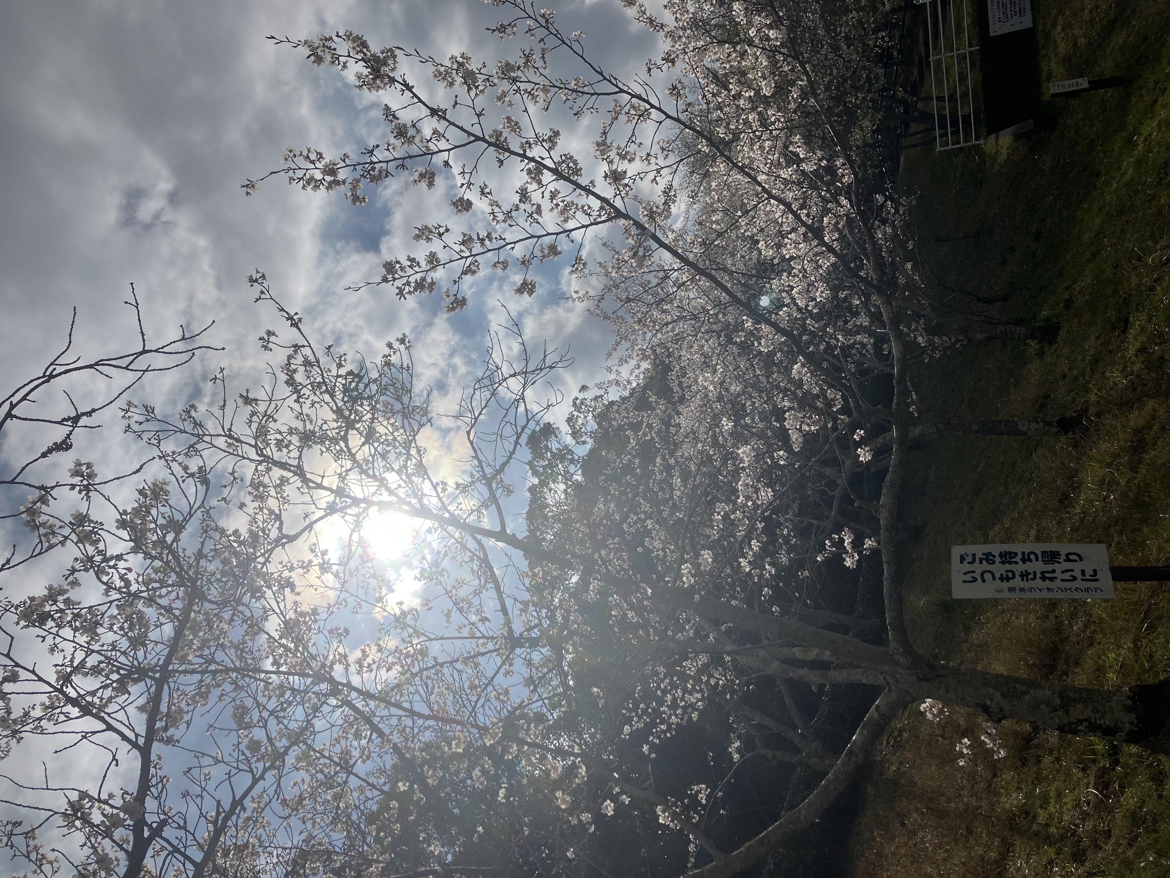 ストラド