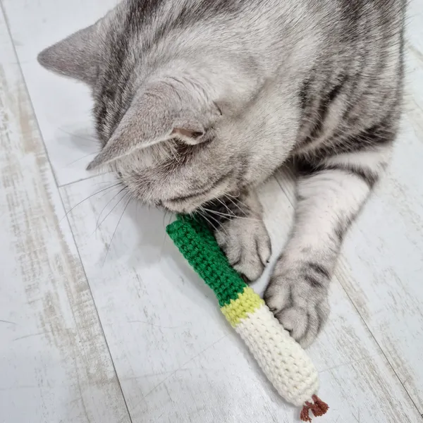 제이공방 - 고양이 집사 주목! 우리 냥이를 위한 특별한 대파 한 단 어떠세요? 이미지 0