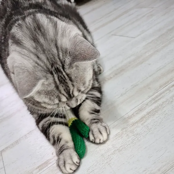 제이공방 - 고양이 집사 주목! 우리 냥이를 위한 특별한 대파 한 단 어떠세요? 이미지 7