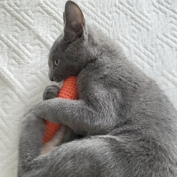 제이공방 - 우리 냥이의 '최애' 간식이 장난감이 된다면? image 3