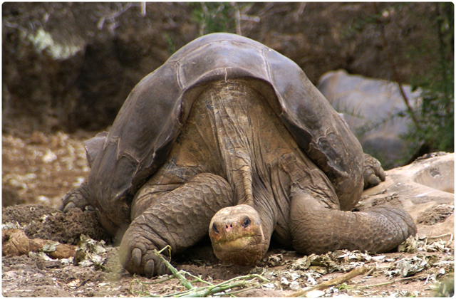 Sierra Negra Tortoise