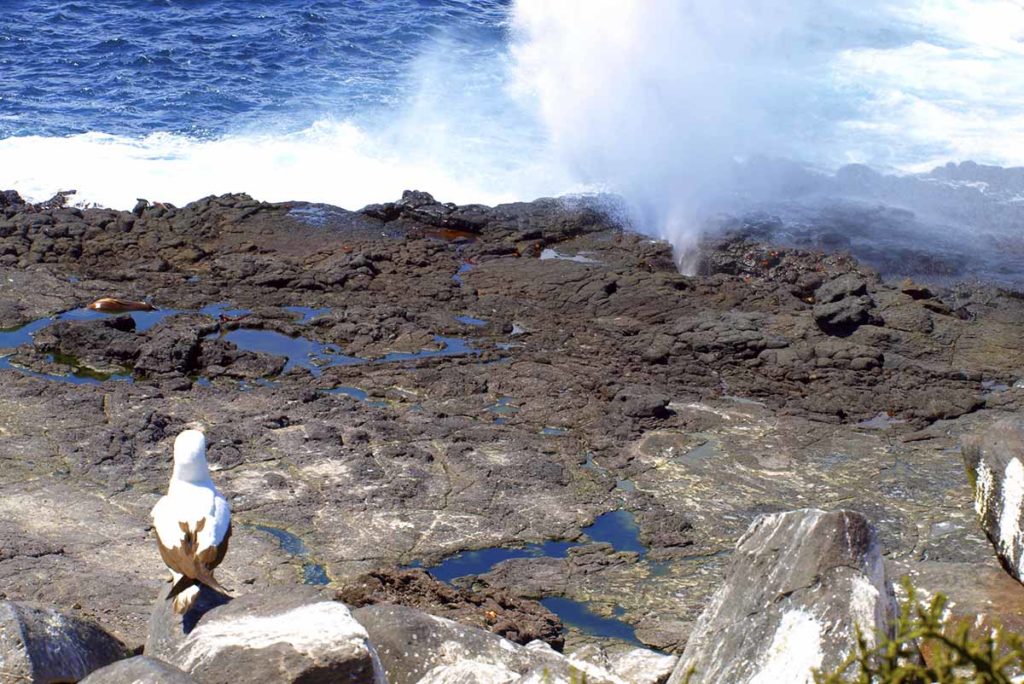 Galapagos Islands information, wildlife & geology - Coral yachts