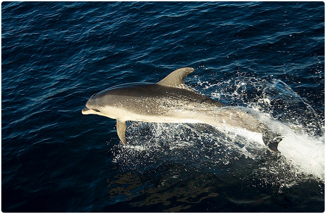 Spinner dolphin