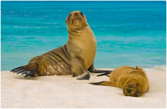 Fur seal