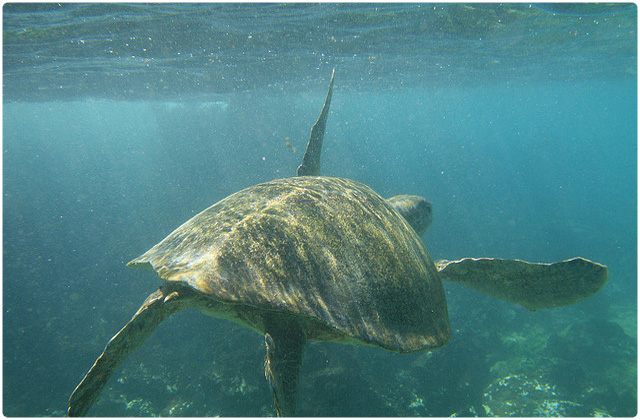 East Pacific Green Turtle