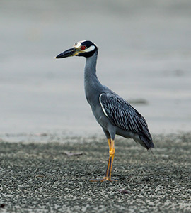 Yellow-crowned night heron