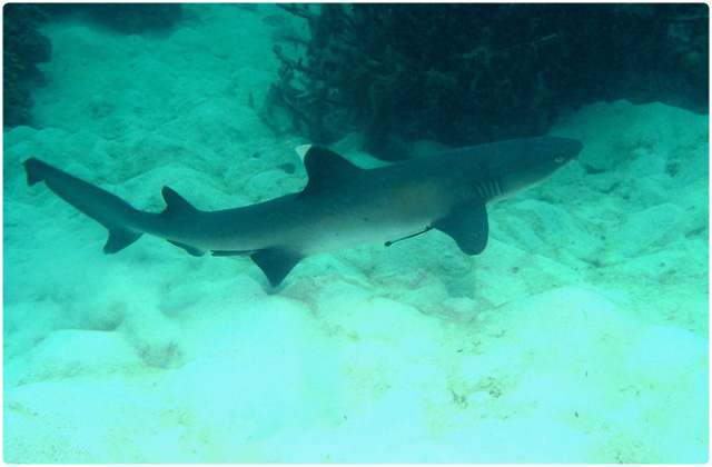 White tipped reef shark