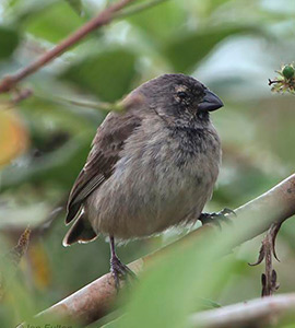 Galapagos land birds