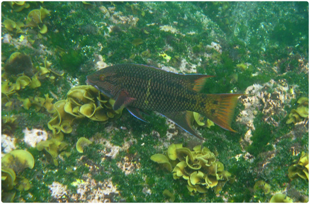 Mexican hogfish