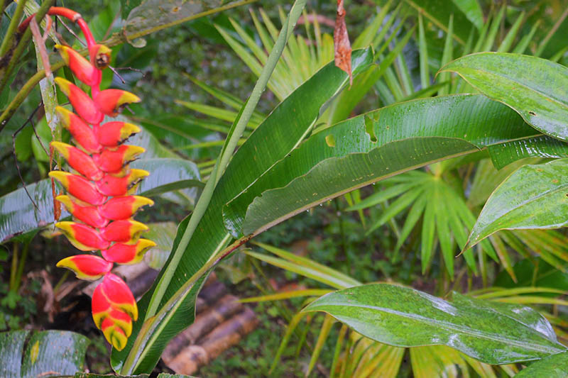 Amazon Flora Observation