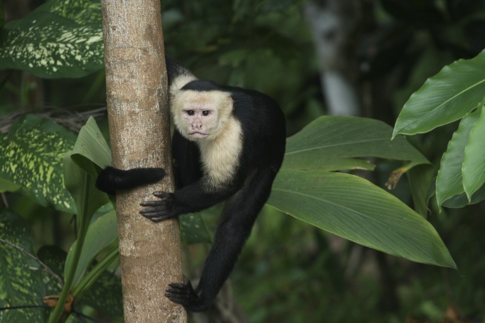 Bolivia Amazon lodges